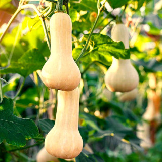 Courge butternut Noix de beurre