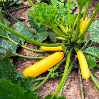 Courgette jaune Zuchini