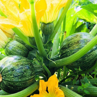 Courgette ronde Nice à fruit rond