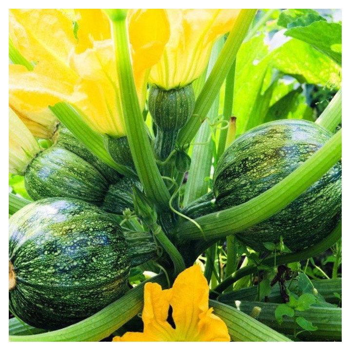 Courgette ronde Nice à fruit rond