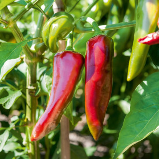 Piment Basque Gorria - Variété Épicée Cultivée par les Élèves