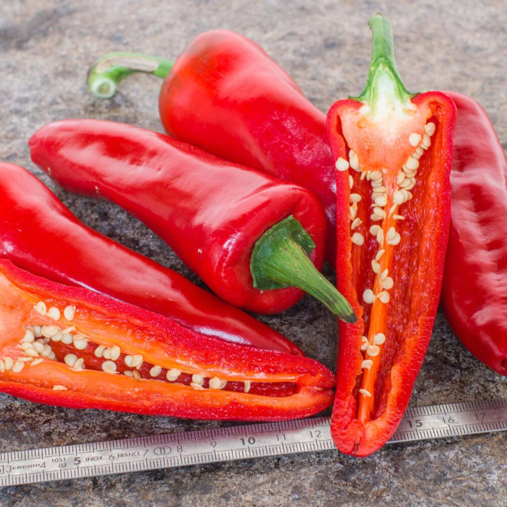 Piment Basque Gorria - Variété Épicée Cultivée par les Élèves