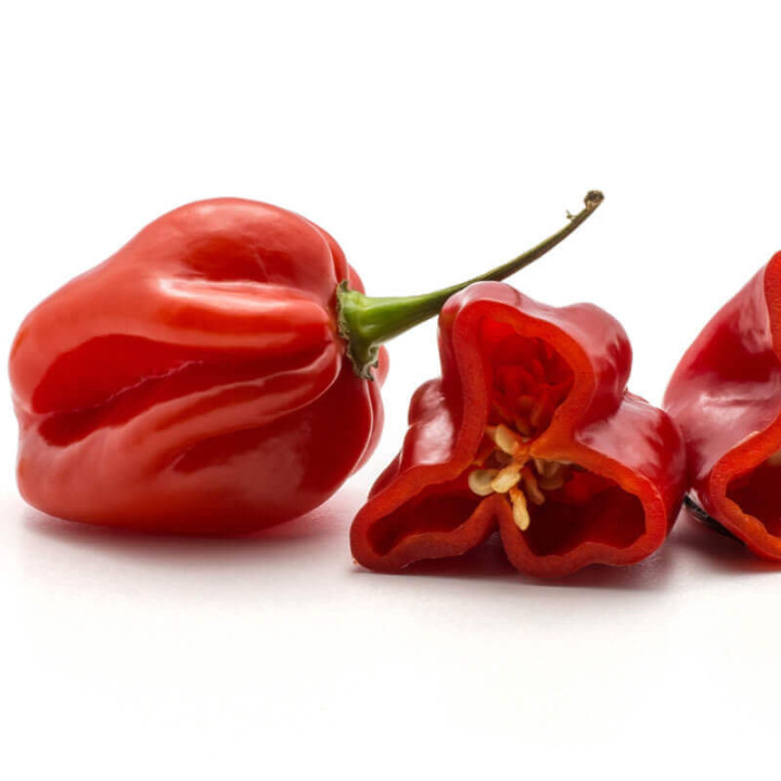 Piment Habanero Tropical Red - Variété Très Épicée Cultivée par les Élèves