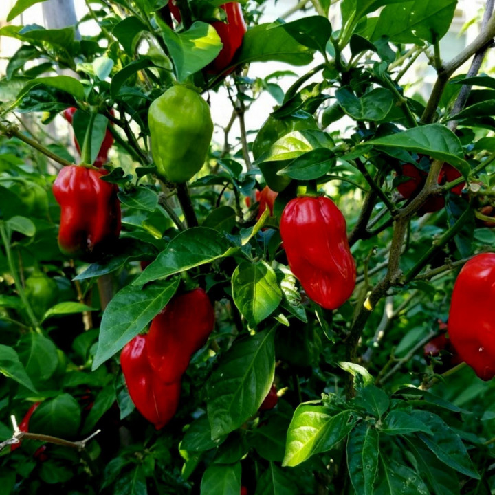 Piment Habanero tropical red