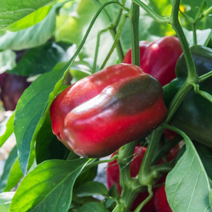 Poivron Doux d'Espagne