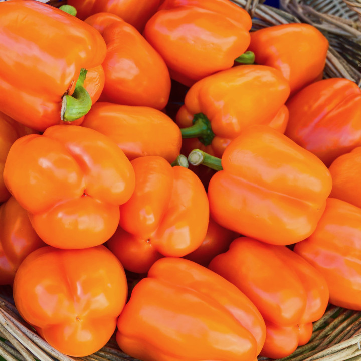 Poivron California Wonder orange