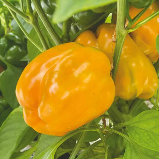 Poivron Quadrato d'Asti Giallo