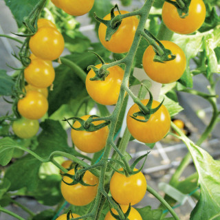Tomate cerise jaune Gold nugget