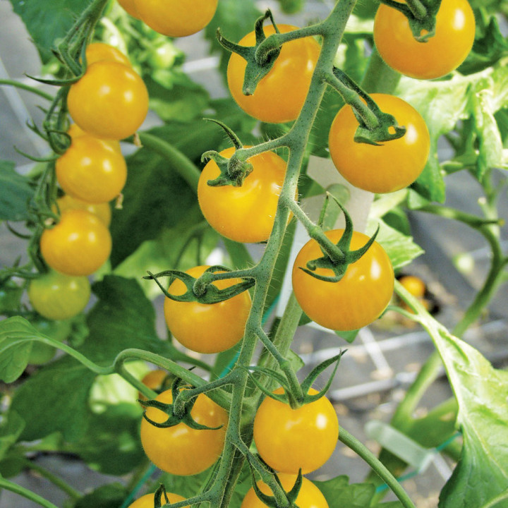 Tomate cerise jaune Gold nugget