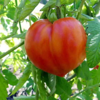 Tomate Coeur de Boeuf rouge