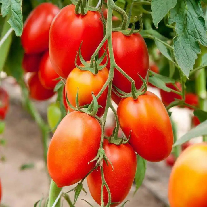 Tomate Roma - Variété Classique Cultivée par les Élèves