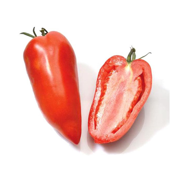 Tomate Andine Cornue des Andes - Variété Insolite Cultivée par les Élèves