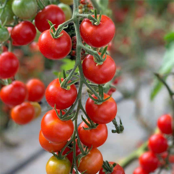 Tomate Cerise Rouge Merveille - Variété Gourmande Cultivée par les Élèves