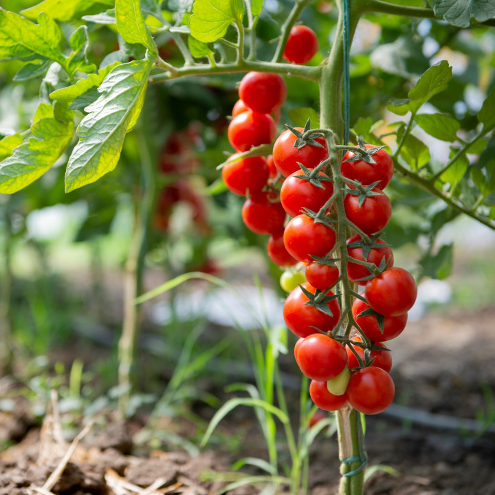 Tomate cerise rouge Merveille ou Délice des jardiniers