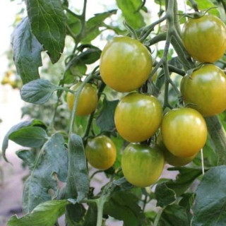 Tomate cerise verte Green grape