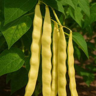 Haricot plat à rame Golden Gate