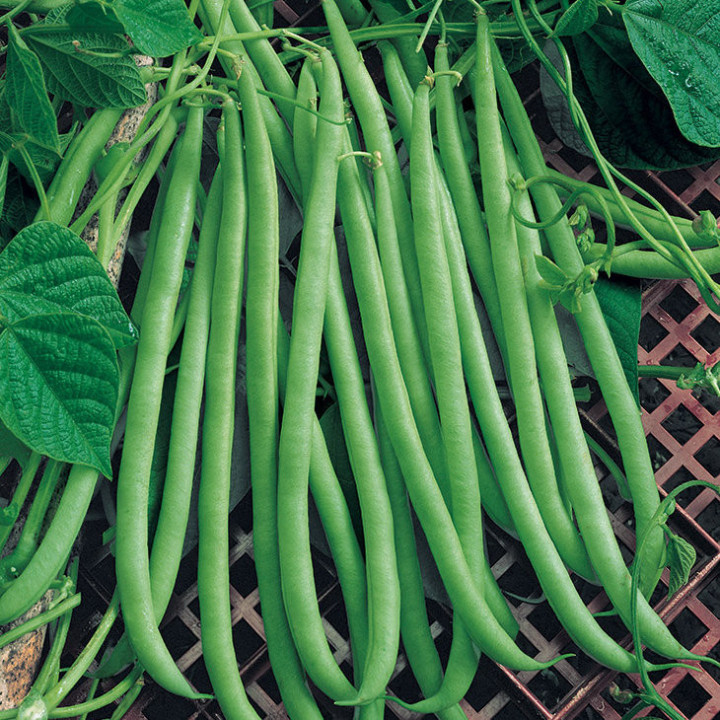 Haricot Vert à Rame Émerite - Variété Résistante Cultivée par les Élèves