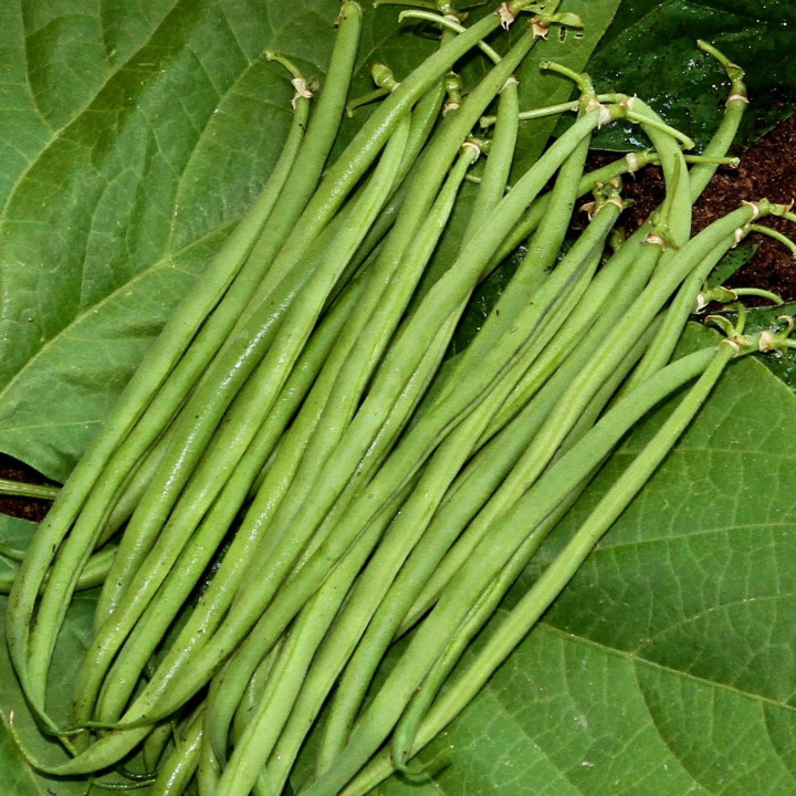 Haricot Vert Nain Pongo - Variété Compacte Cultivée par les Élèves