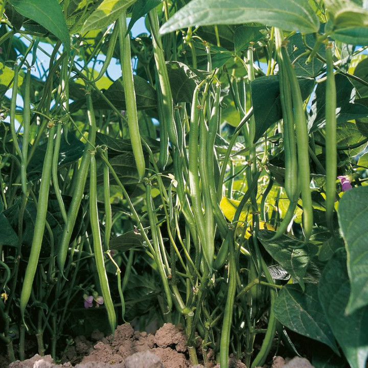 Haricot vert nain Pongo