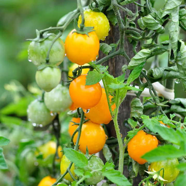 Mix de Tomates cerises