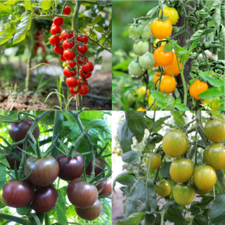 Mix de Tomates cerises