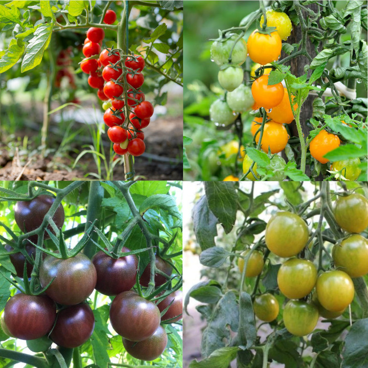 Mix de Tomates cerises