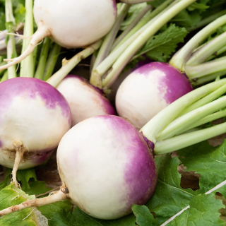 Navet à collet violet Globe
