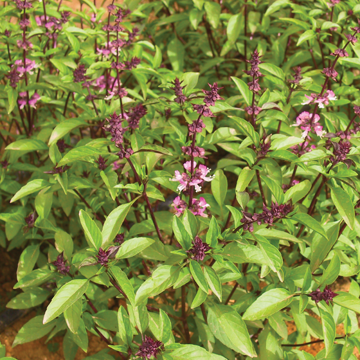 Basilic Thaï - Plante Épicée Cultivée par les Élèves
