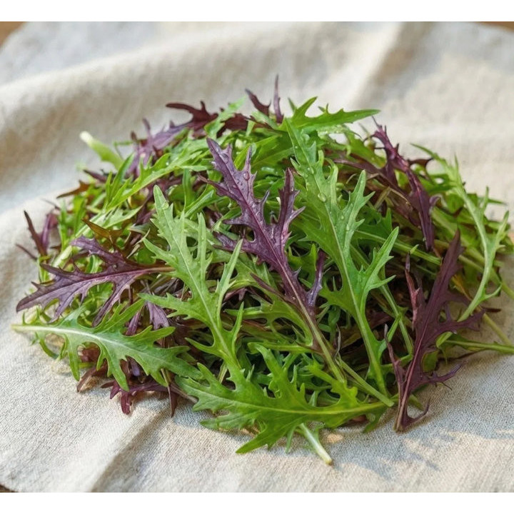 Mélange Mizuna Rouge et Vert - Légume Précoce Cultivé par les Élèves