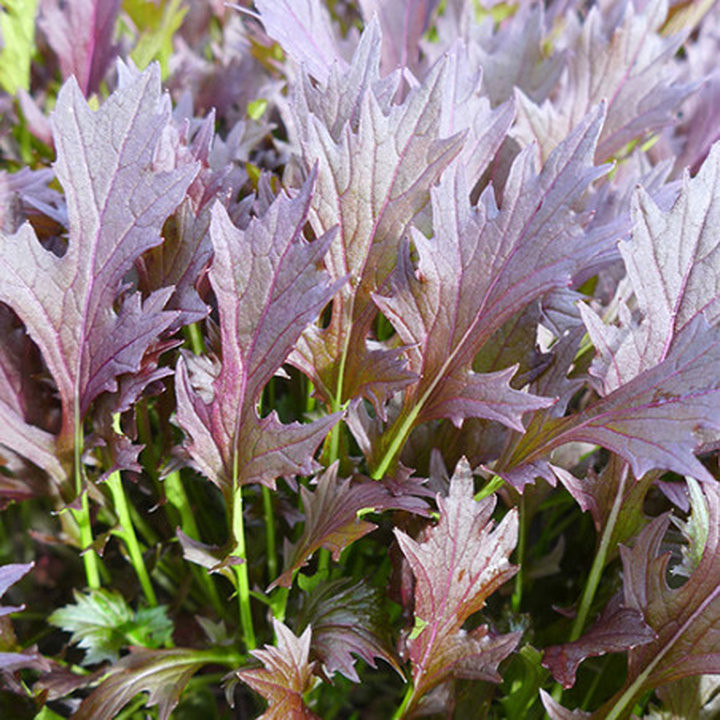 Mélange Mizuna Rouge et Vert - Légume Précoce Cultivé par les Élèves