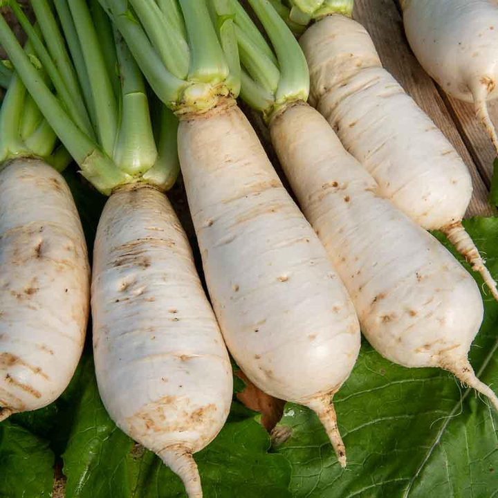 Navet Des Vertus Marteau - Variété Précoce Cultivée par les Élèves