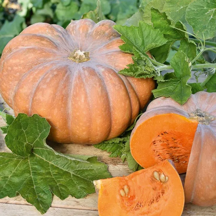 Courge Musquée de Provence - Variété Résistante Cultivée par les Élèves