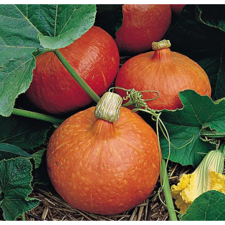 Courge Potimarron Angélique - Variété Savoureuse Cultivée par les Élèves