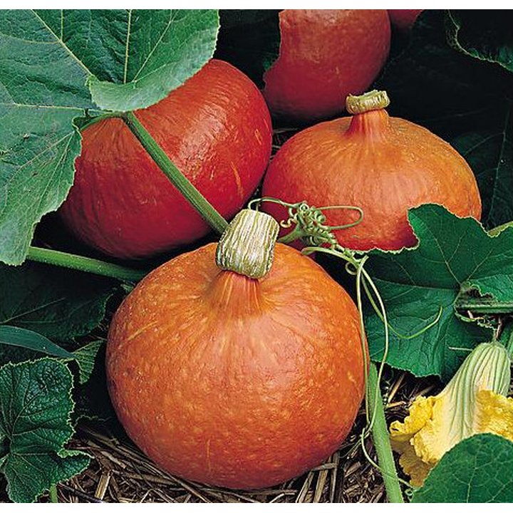 Courge Potimarron Angélique - Variété Savoureuse Cultivée par les Élèves