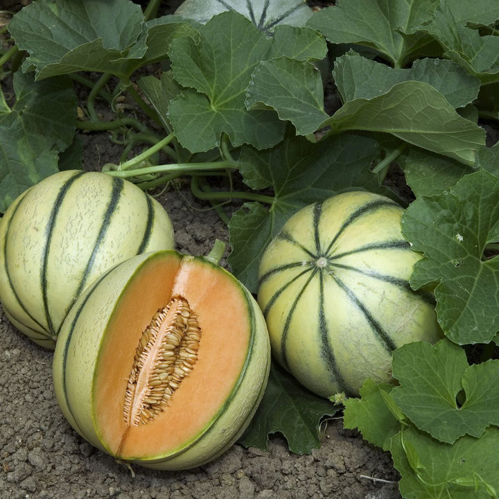 Melon Charentais Superprécoce - Variété Gourmande Cultivée par les Élèves
