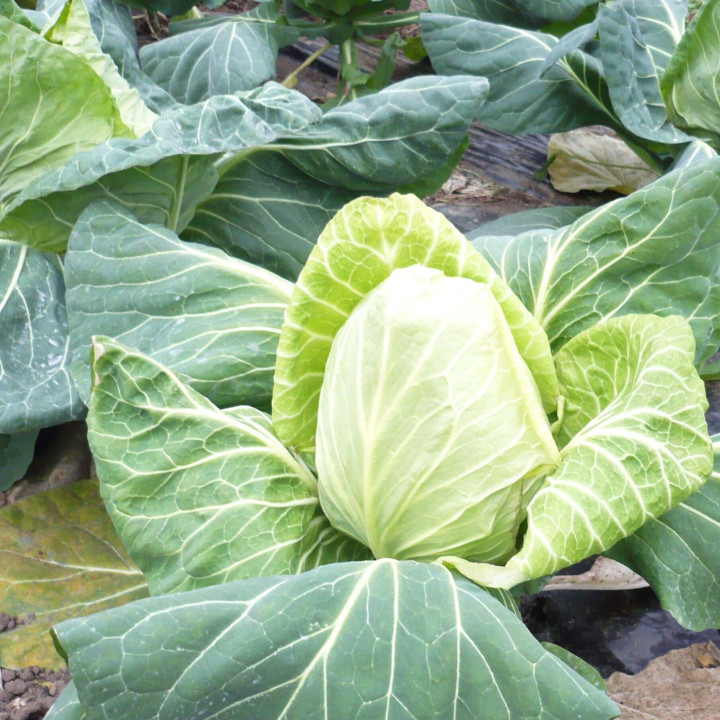 Chou blanc Chateaurenard