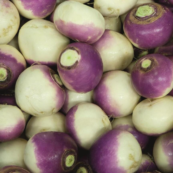 Navet à collet violet Globe