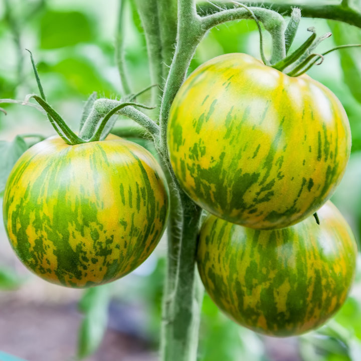 Tomate Green Zebra - Variété Originale Cultivée par les Élèves