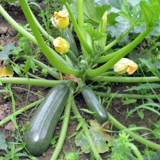 Courgette Black beauty - Variété Productive Cultivée par les Élèves