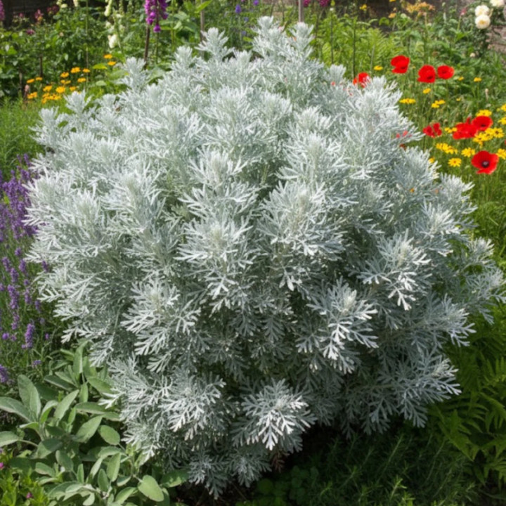 Absinthe - Plante Aromatique Cultivée par les Élèves du Lycée Agricole