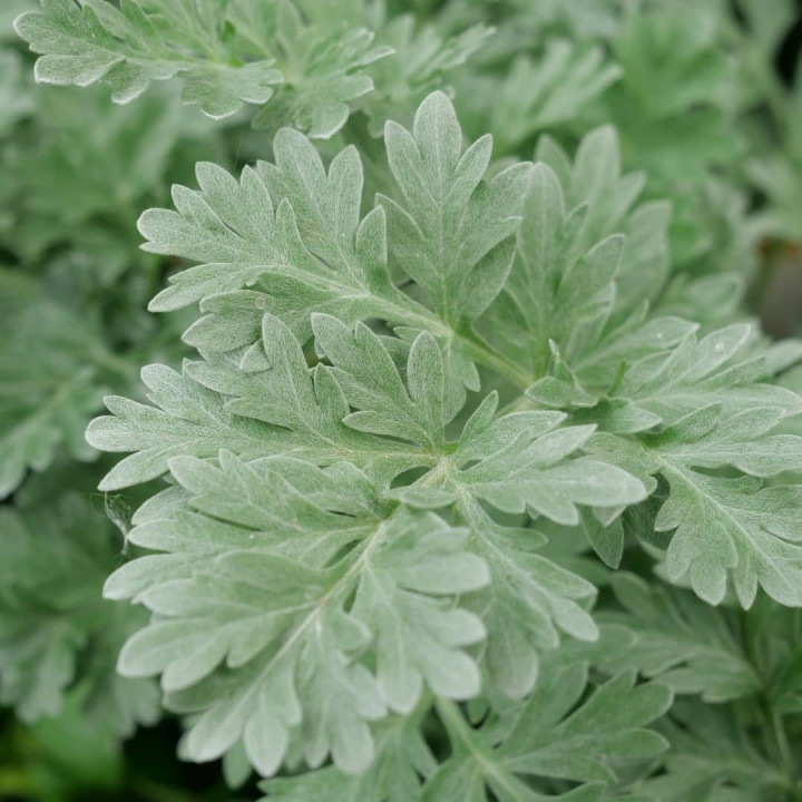 Absinthe - Plante Aromatique Cultivée par les Élèves du Lycée Agricole