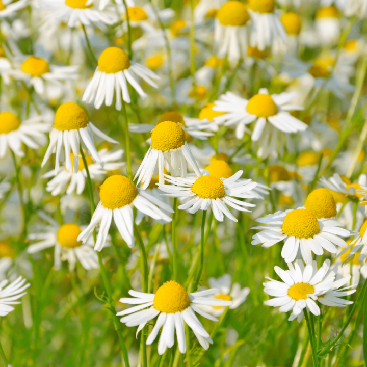 Camomille Romaine - Plante Apaisante Cultivée par les Élèves