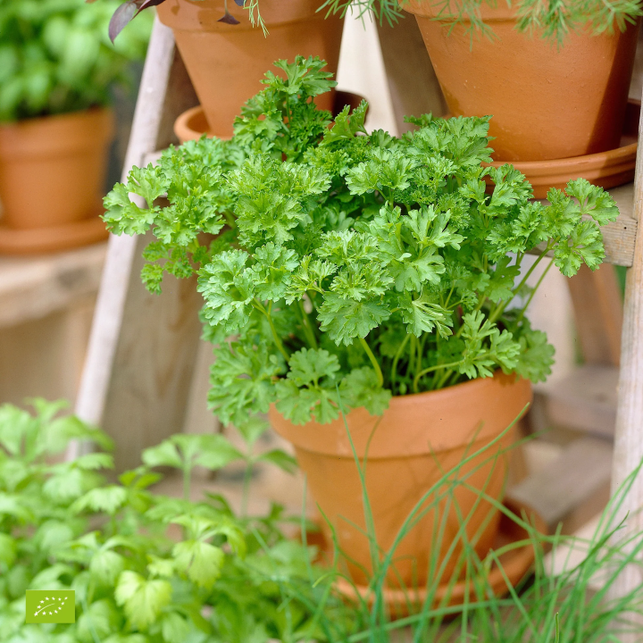 Persil Plat Géant d'Italie - Plante Aromatique Cultivée par les Élèves