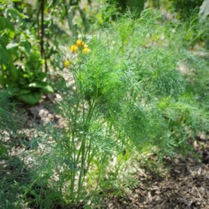 Aneth Officinal - Plante Aromatique Précoce Cultivée par les Élèves
