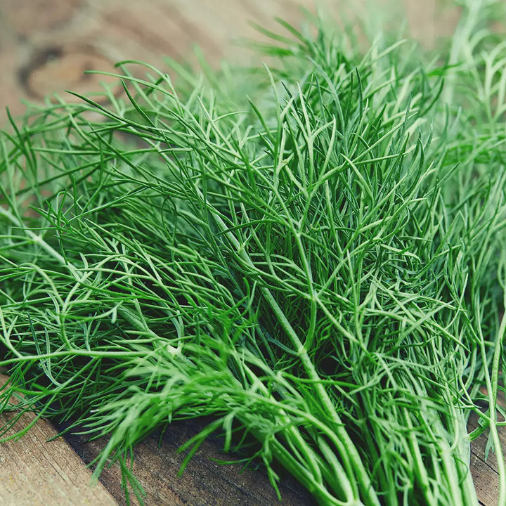 Aneth Officinal - Plante Aromatique Précoce Cultivée par les Élèves