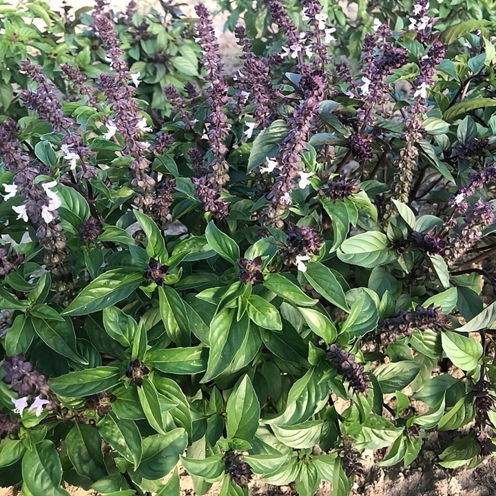 Basilic Cannelle - Plante Aromatique Cultivée par les Élèves