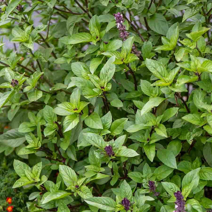 Basilic Cannelle - Plante Aromatique Cultivée par les Élèves