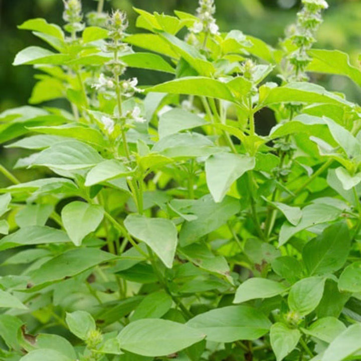 Basilic Citron - Plante Rafraîchissante Cultivée par les Élèves