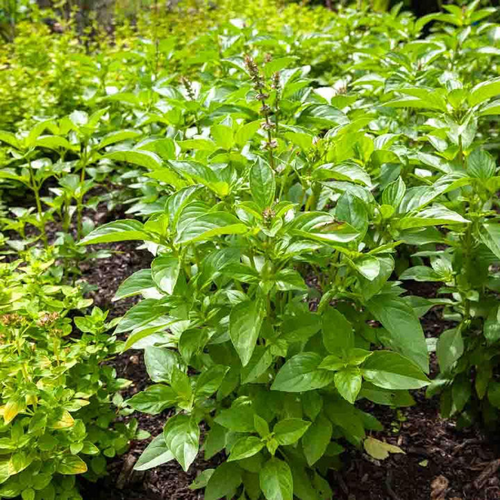 Basilic Citron - Plante Rafraîchissante Cultivée par les Élèves