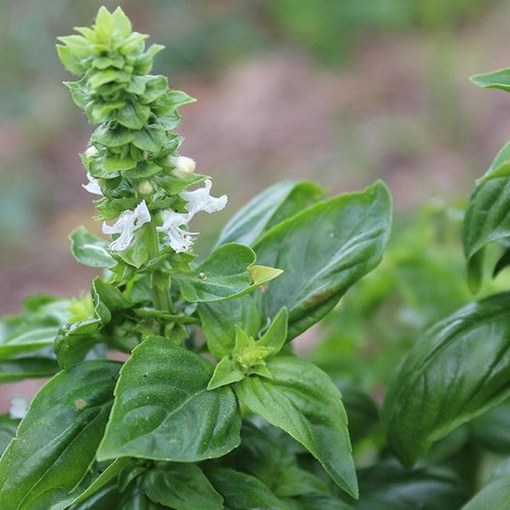 Basilic Grand Vert - Plante Aromatique Productive Cultivée par les Élèves